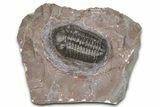 Colorful Austerops Trilobite Fossil - Jorf, Morocco #362855-3